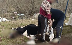 На Тернопільщині чоловік з іншої області обвалював туші телят на сміттєзвалищі
