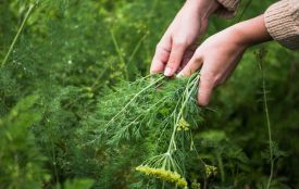 Навіщо досвідчені городники розсипають насіння кропу по всьому городу