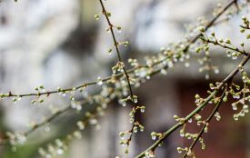 Дощі та похолодання принесе на Тернопільщину початок квітня