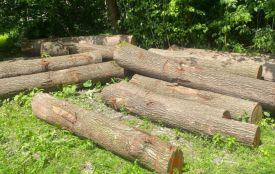 На Кременеччині незаконно вирубали 623 дерева — справу скерували до суду