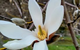 У Кременецькому ботанічному саду почали квітувати магнолії Біонді