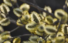 Температура вища за норму, а опади в дефіциті: підсумки березня на Тернопільщині