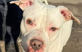 У Тернополі шукають господаря собаки