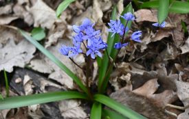 У заповіднику на Тернопільщині розцвіли проліски