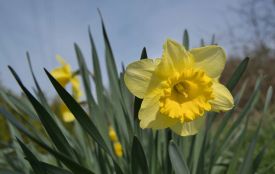 Подекуди  до +18: якою буде погода на Тернопільщині 4-6 квітня