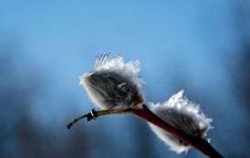 Заморозки та незначні дощі сунуть на Тернопільщину: прогноз погоди на найближчі дні