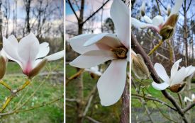 На Тернопільщині розквітнула магнолія: де можна помилуватись красою та зробити неймовірні фото