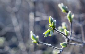 Штормове попередження через заморозки та вітри оголосили на Тернопільщині