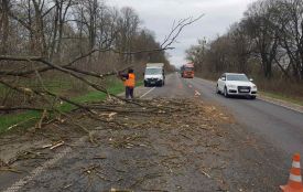 Сильні вітри повалили дерева: на Тернопільщині ліквідовують наслідки негоди