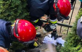 На Київській налякана косуля застрягла в металевій огорожі