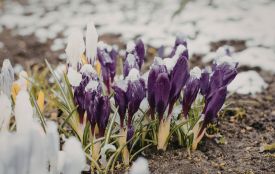 Заморозки не відступатимуть до Великодня: штормове попередження оголосили на Тернопільщині