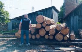 Незаконна порубка дерев у Вишнівецькому лісництві. Прокурори вимагають майже п'ять мільйонів