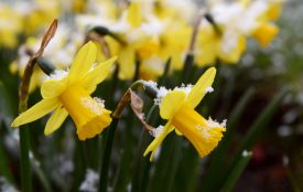 На Тернопільщині оголосили помаранчевий рівень небезпеки через сильні заморозки