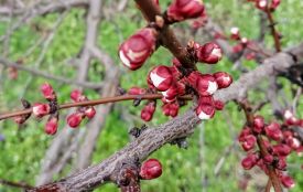 Сильні заморозки: погода в Тернополі та області 12-14 квітня