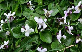 Заморозки та сильний вітер: на Тернопільщині оголосили помаранчевий рівень небезпеки