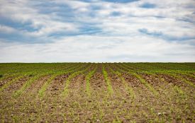 Через борги за оренду на Тернопільщині хочуть повернути громаді 4,2 га землі