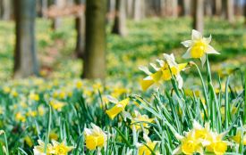 Парасольки та вітрівки: прогноз погоди у Тернополі на 17–19 квітня