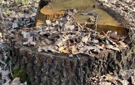 На Тернопільщині двом посадовцям оголосили підозру через рубку дерев на майже 2 млн грн