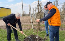 Ющенко посадив п'ять молодих черешень на Тернопільщині