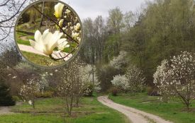 У Кременецькому ботанічному саду квітують магнолії