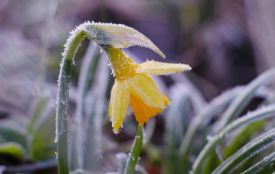 Заморозки до -3º вночі накриють Тернопільщину: штормове попередження