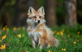 На Тернопільщині розкладатимуть вакцину для лисиць: людей просять оминати брикети