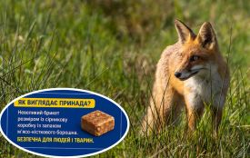 На Тернопільщині розкладатимуть вакцину для лисиць: людей просять оминати брикети