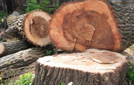 Прокуратура вимагає від «Лісів України» майже 2 млн грн за незаконну вирубку на Тернопільщині