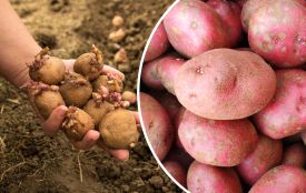 Не тому, що сусід уже посадив: як зрозуміти, коли настав час братися за картоплю для гарного врожаю