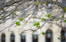 На Тернопільщині у найближчі дні прогнозують заморозки та штормовий вітер