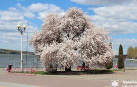 На набережній розквітла слива Пісарді