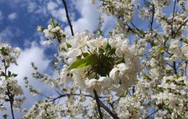 На Тернопільщині оголосили штормове попередження через сильний вітер і заморозки