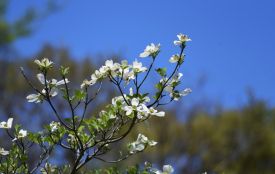 Заморозки та сильний вітер насуваються на Тернопільщину: оголосили попередження