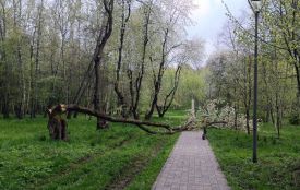 У парку Нацвідродження дерево впало на пішохідну доріжку