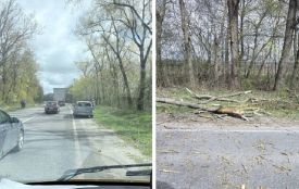 Шквальний вітер на Тернопільщині: дерева падають на авто, дороги, у парках і на лінії електромереж