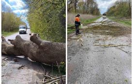 Через вітер у деяких громадах Тернопільщини дерева перекрили дороги: перелік