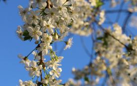 У найближчі три дні на Тернопільщині прогнозують заморозки