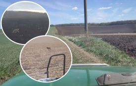 Зняв на відео вовків просто з трактора: на Тернопільщині помітили хижаків неподалік села