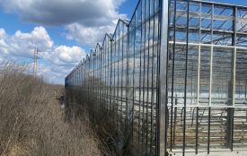 Судитимуть керівницю товариства за самовільне будівництво теплиць на майже гектарі комунальної землі