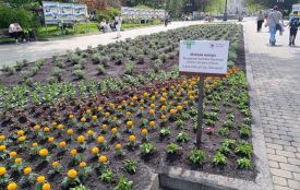 У центрі Тернополя дружини й матері полеглих Захисників посадили дві тисячі квітів пам’яті