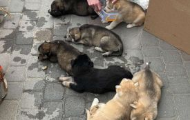 Біля автовокзалу в Тернополі небайдужі врятували сімох цуценят