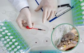 В Україні щороку фіксують десятки випадків хантавірусу — Центр здоров'я