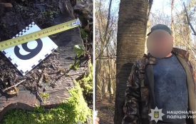 Через незаконну вирубку 42 дерев ліснику з Бережанщини оголосили підозру