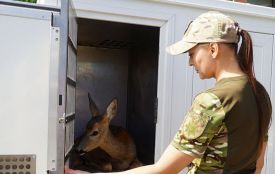 У полі біля Тернополя кінологи виявили поранену дику косулю: рятували поліцейські та волонтери
