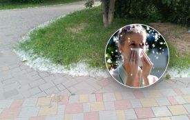 Купи тополиного пуху у Тернополі: чи викликає він алергію і чим небезпечний — роз’яснення медика