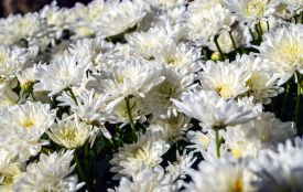 Знищили понад 30 тисяч хризантем на Тернопільщині: квіти були заражені карантинним організмом