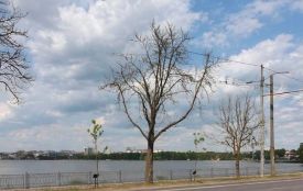 На Дамбі зріжуть вісім сухостійних каштанів