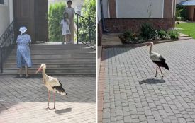 Всю службу стояв нерухомо: лелека прилетів на церковне подвір'я на Тернопільщині (фото дня)