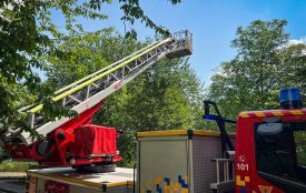 Рятувальники визволили птаха, який заплутався в нитках на дереві