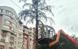 У Тернополі видалять шість сухостійних дерев